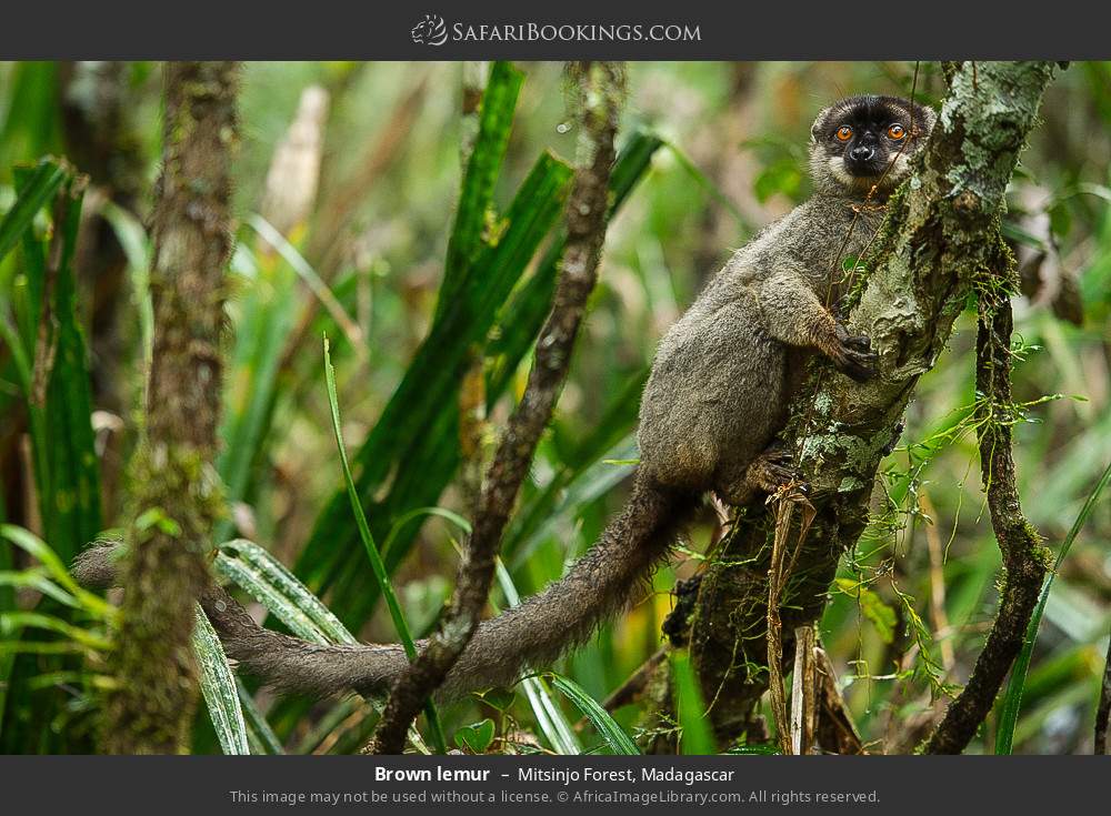 Brown lemur in Mitsinjo Forest, Madagascar