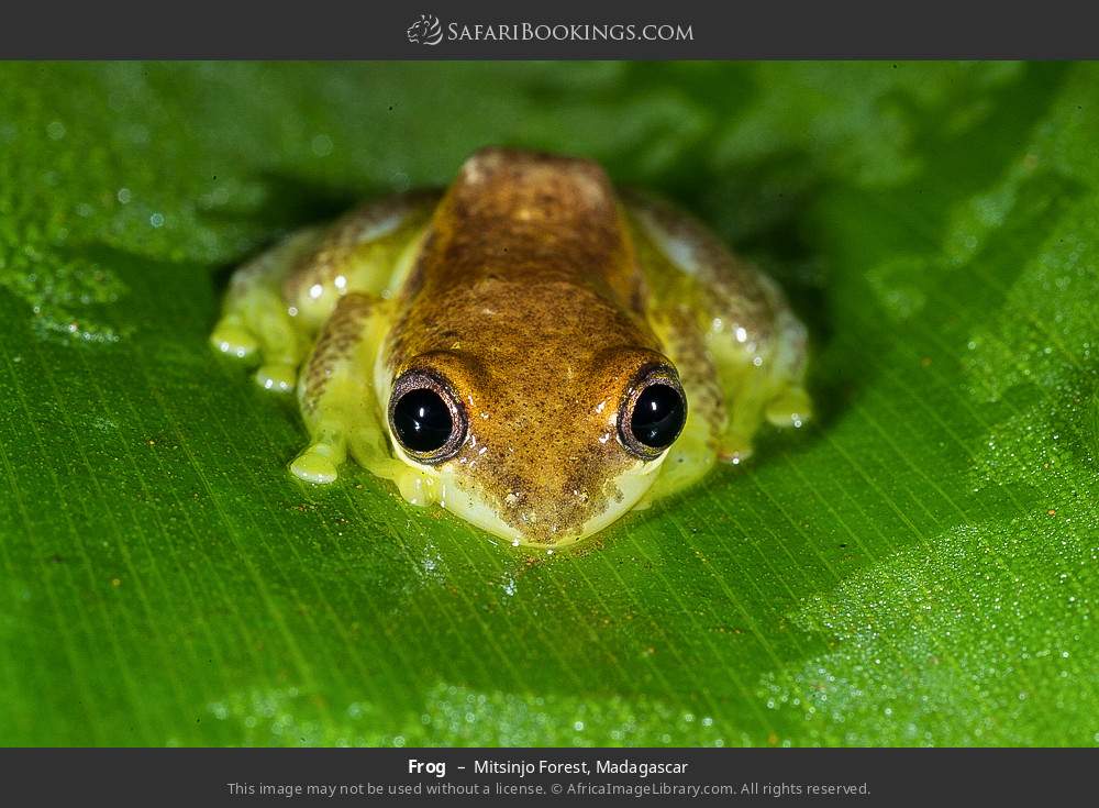 Frog in Mitsinjo Forest, Madagascar