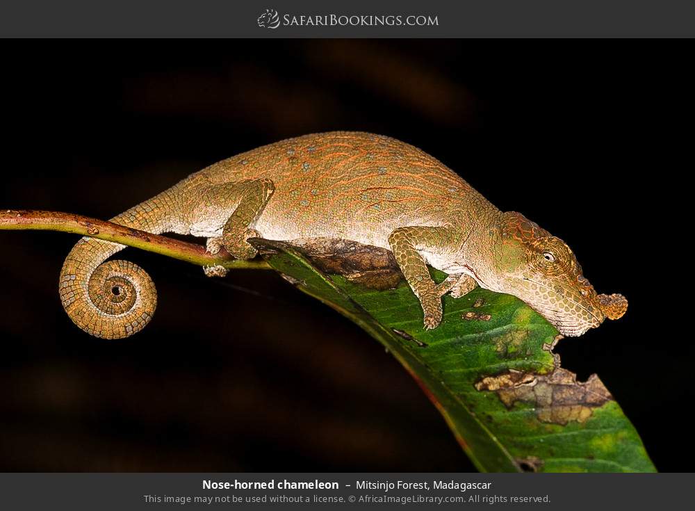 Nose-horned chameleon in Mitsinjo Forest, Madagascar