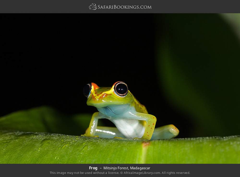 Frog in Mitsinjo Forest, Madagascar