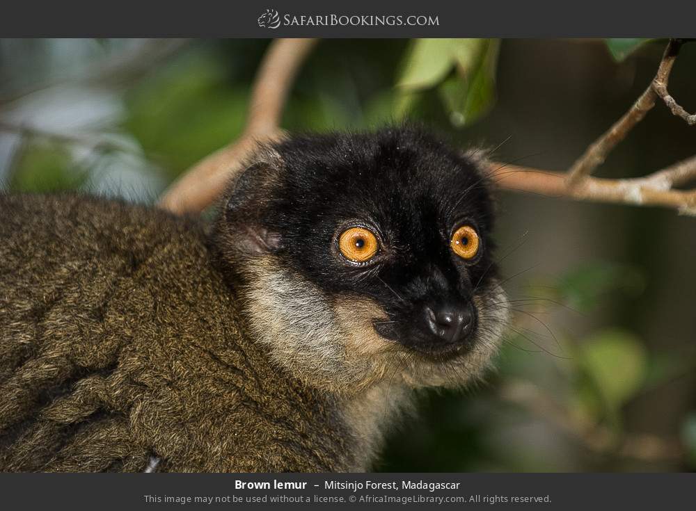 Brown lemur in Mitsinjo Forest, Madagascar