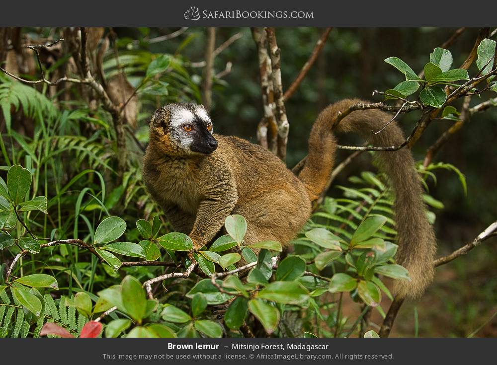 Brown lemur in Mitsinjo Forest, Madagascar