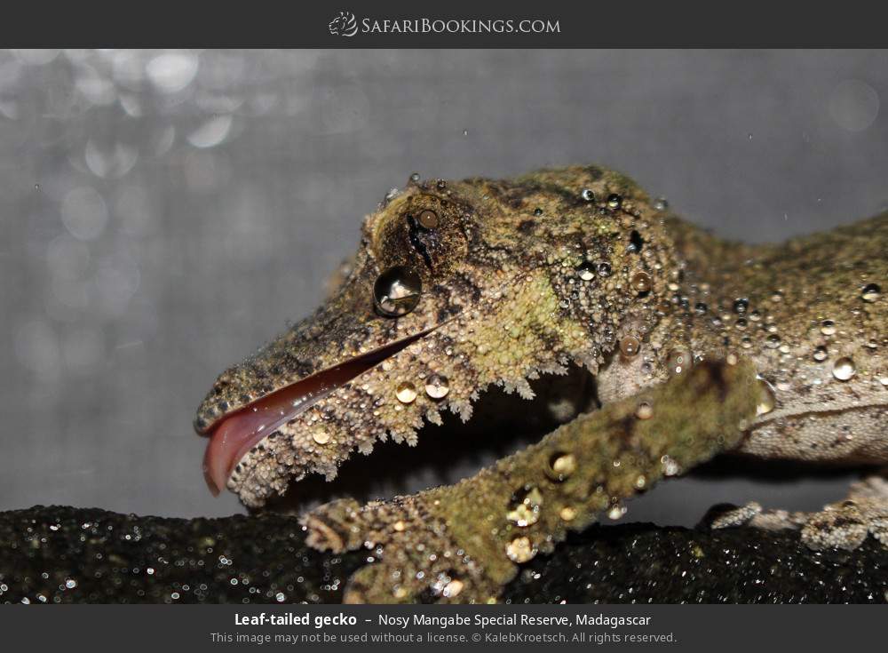 Leaf-tailed gecko in Nosy Mangabe Special Reserve, Madagascar