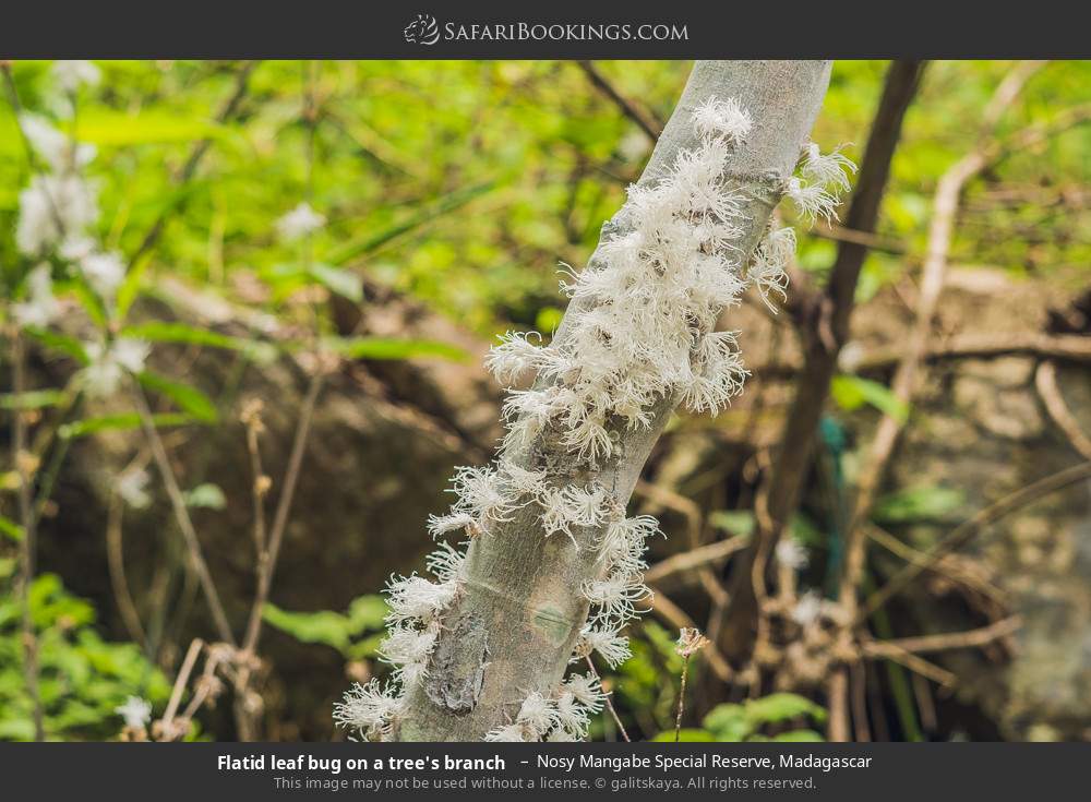 Flatid leaf bugs on a tree's branch  in Nosy Mangabe Special Reserve, Madagascar