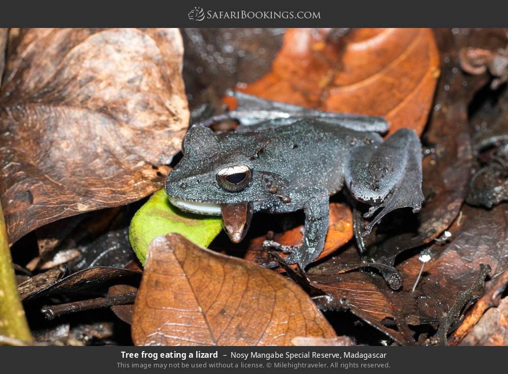 Tree frog eating a lizard in Nosy Mangabe Special Reserve, Madagascar