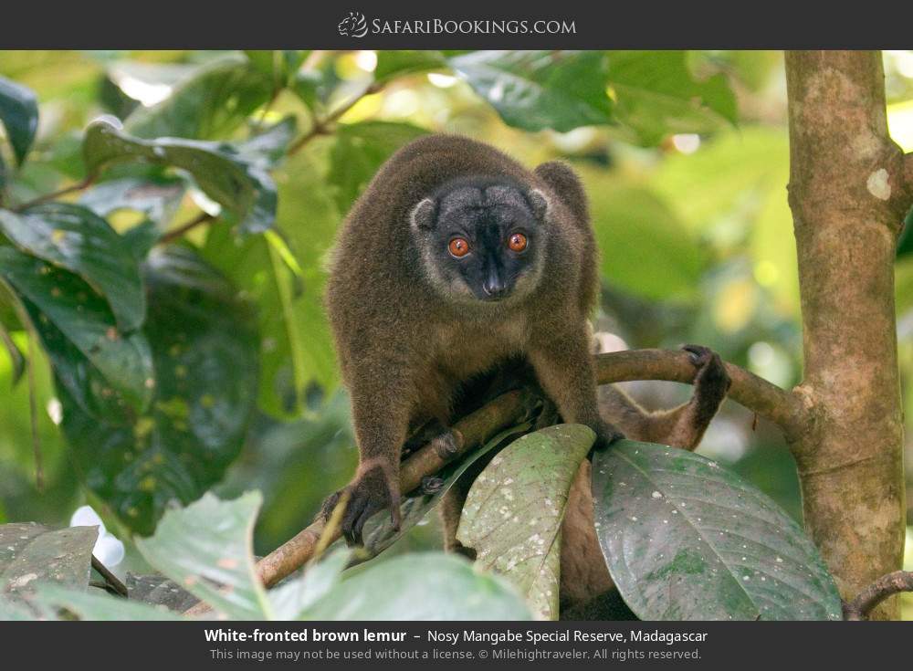 White-fronted brown lemur in Nosy Mangabe Special Reserve, Madagascar