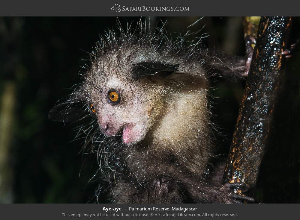 Aye-aye in Palmarium Reserve, Madagascar