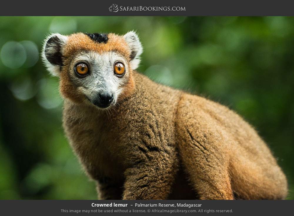 Crowned lemur in Palmarium Reserve, Madagascar