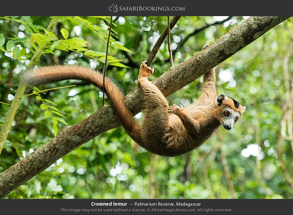 Crowned lemur in Palmarium Reserve, Madagascar