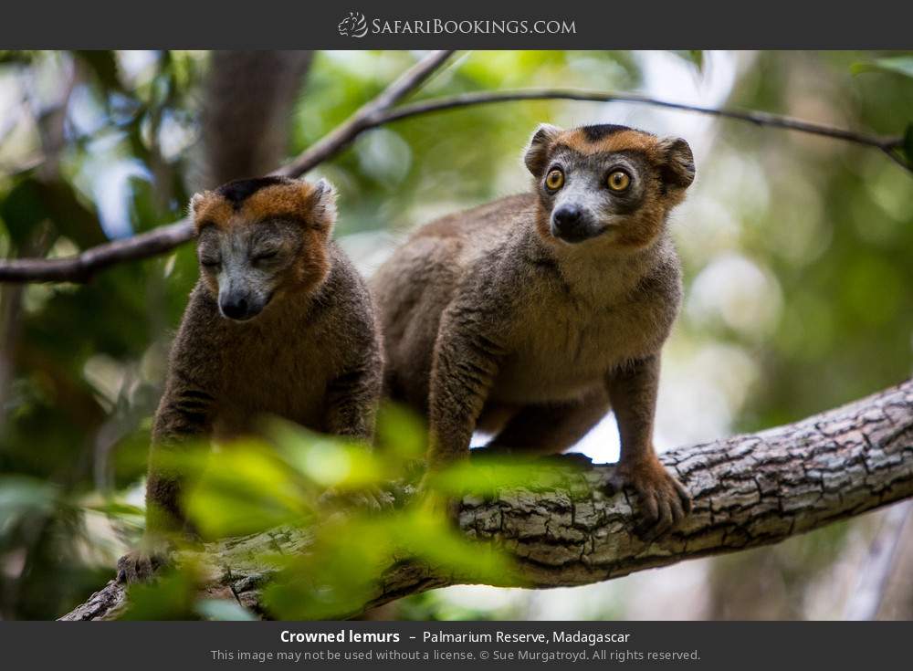 Crowned lemurs in Palmarium Reserve, Madagascar