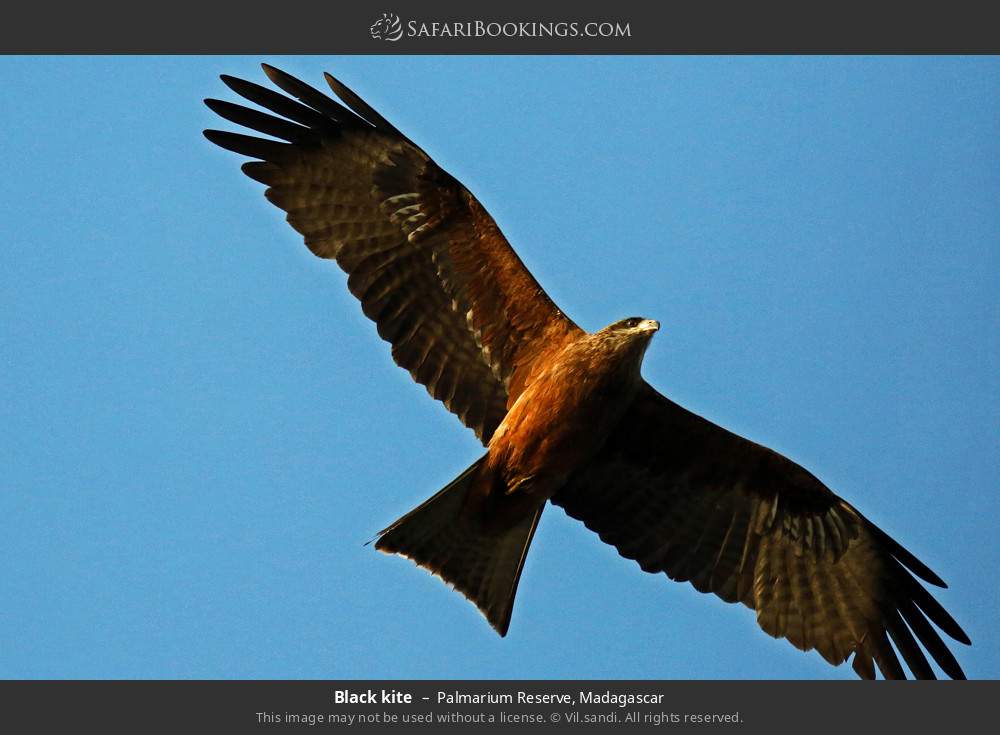 Black kite in Palmarium Reserve, Madagascar