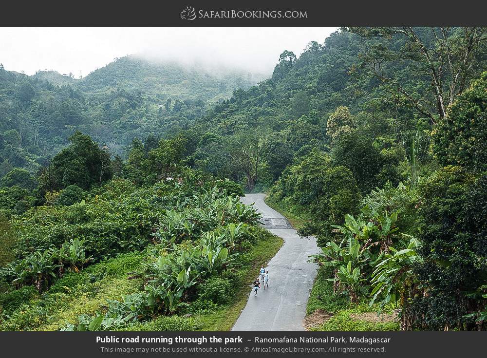 Public road running through Ranomafana NP in Ranomafana National Park, Madagascar