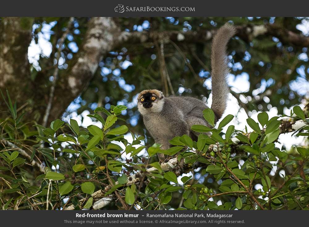 Red-fronted brown lemur in Ranomafana National Park, Madagascar