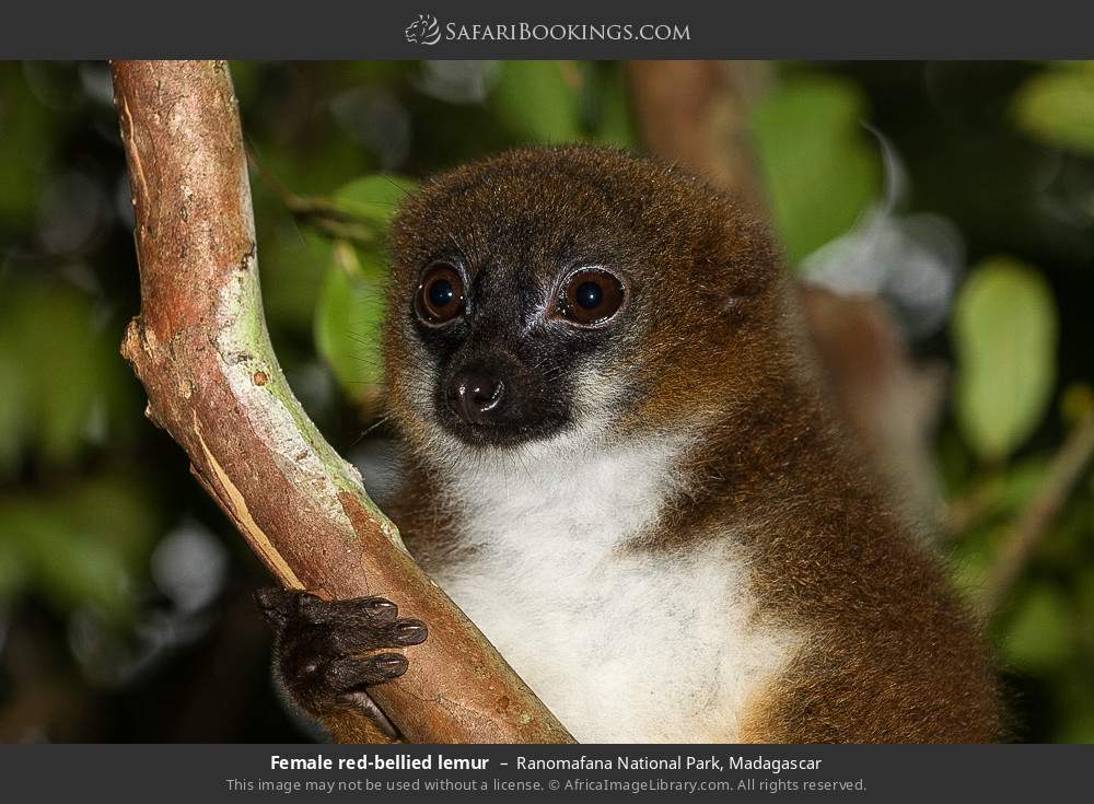 Female red-bellied lemur in Ranomafana National Park, Madagascar