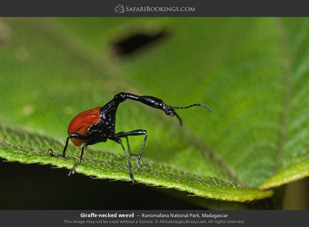 Giraffe-necked weevil in Ranomafana National Park, Madagascar