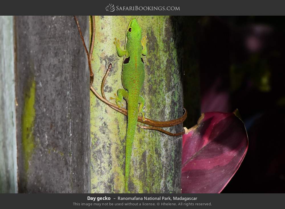 Day gecko in Ranomafana National Park, Madagascar