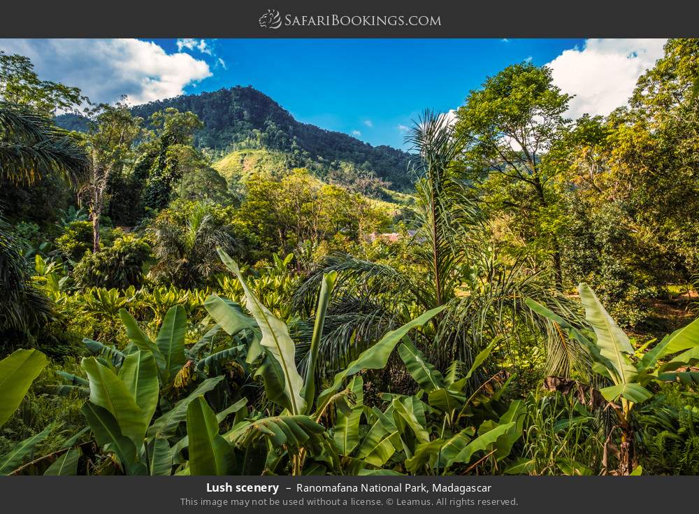 Lush scenery in Ranomafana National Park, Madagascar