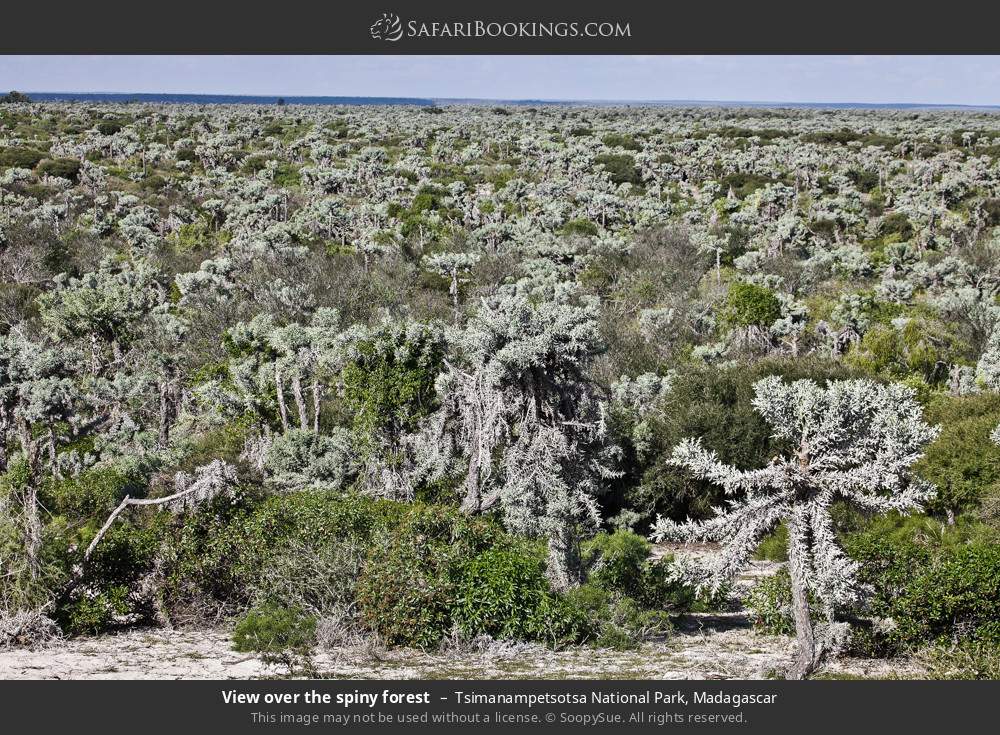 View over the spiny forest in Tsimanampetsotsa National Park, Madagascar