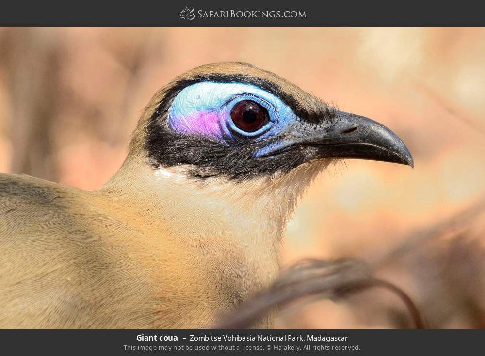 Giant coua in Zombitse Vohibasia National Park, Madagascar