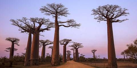 7-Day Baobabs - Wildlife and Adventure