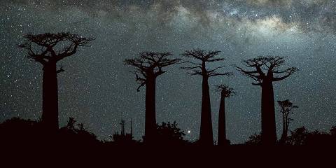 11-Day Wild Madagascar - Tsiribihina - Tsingy Expedition