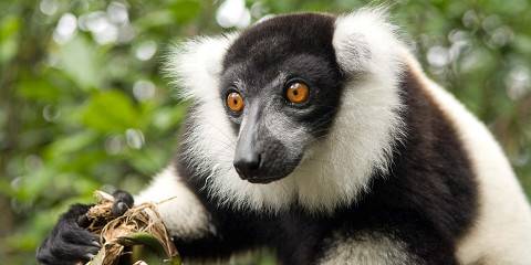 The Pristine Forests of Madagascar