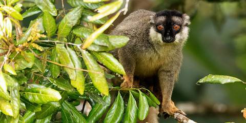 Lemur Soft Adventures in Andasibe