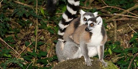 Immersive Journey in Madagascar's Highlands - Sea