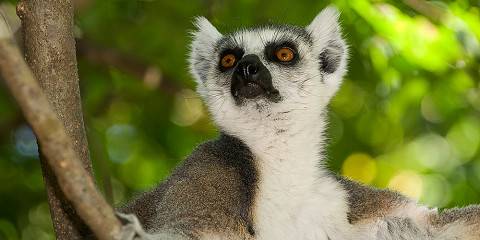 Magical Madagascar