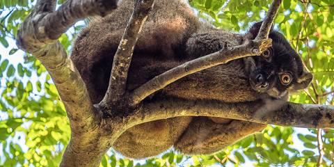 Journey Through Madagascar Wild Beauty