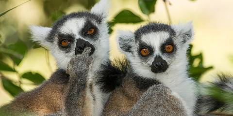 5-Day Andasibe & Palmarium Aye-Aye Tour
