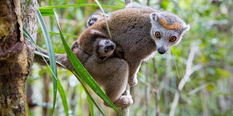 18-Day Highlights of Madagascar