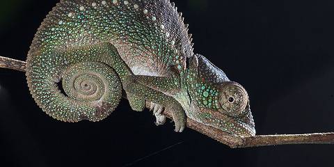 Wildlife Discovery