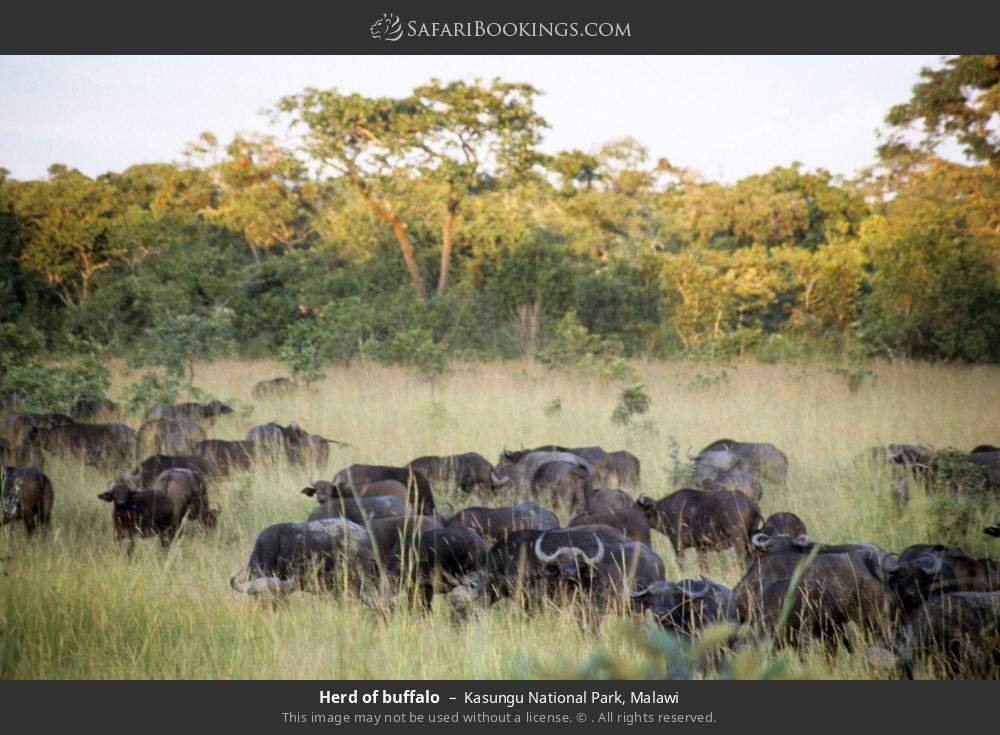 Herd of buffalo in Kasungu National Park, Malawi