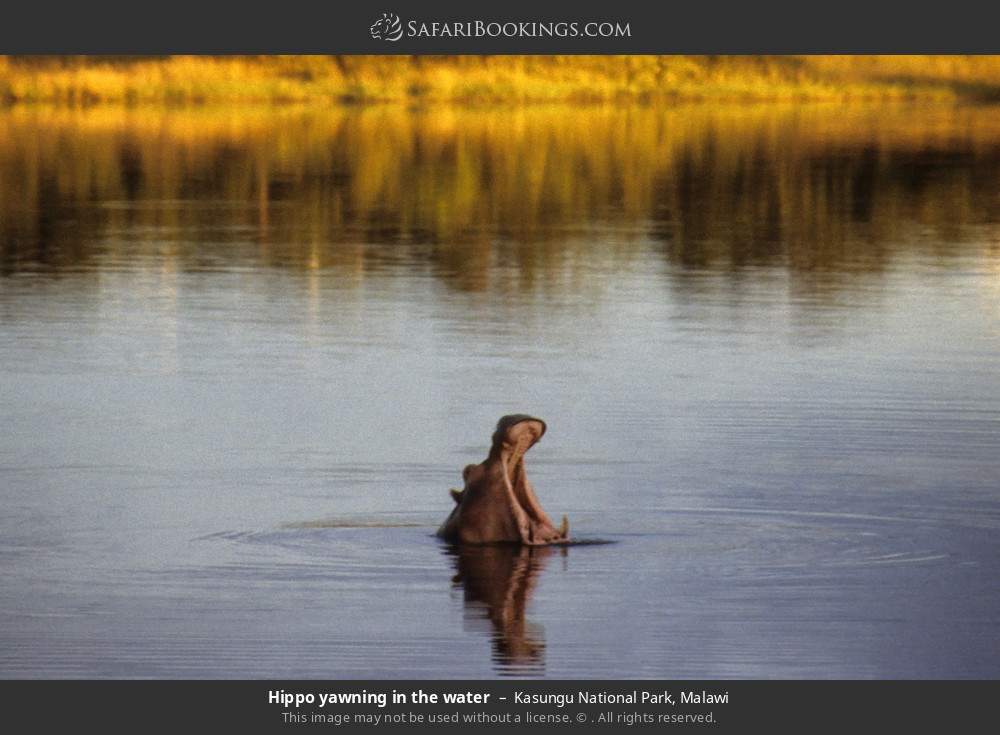 Hippo yawning in the water in Kasungu National Park, Malawi
