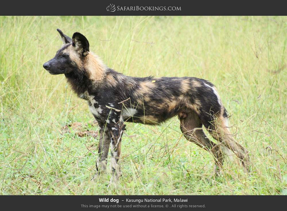 Wild dog in Kasungu National Park, Malawi