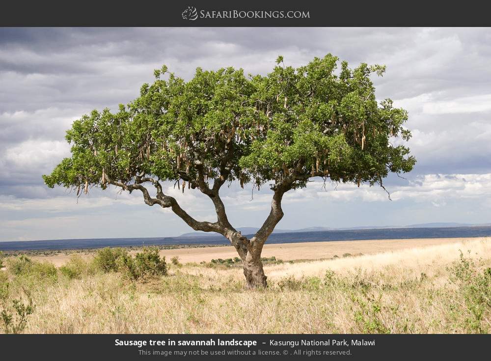 Sausage tree in Kasungu NP in Kasungu National Park, Malawi