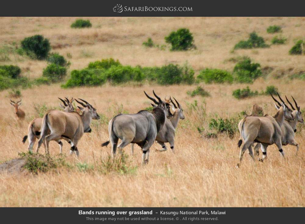 Eland running over grassland in Kasungu National Park, Malawi