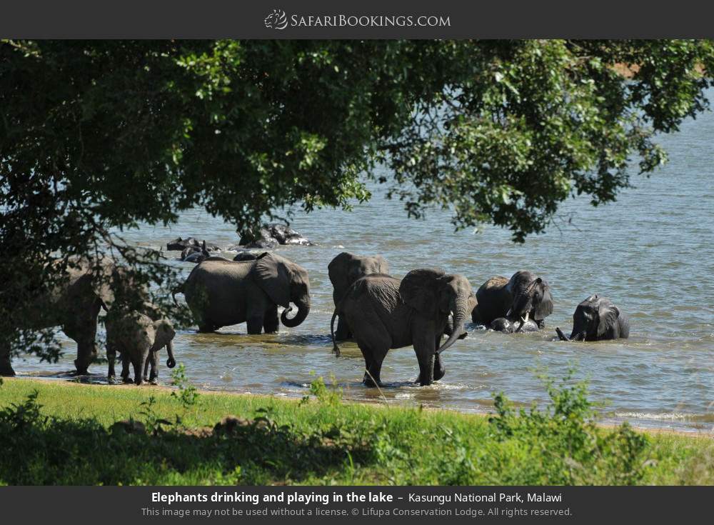 Elephants drinking and playing in the lake in Kasungu National Park, Malawi