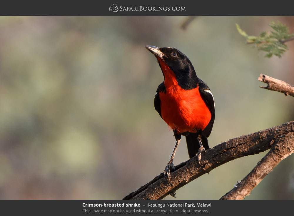Crimson-breasted shrike in Kasungu National Park, Malawi