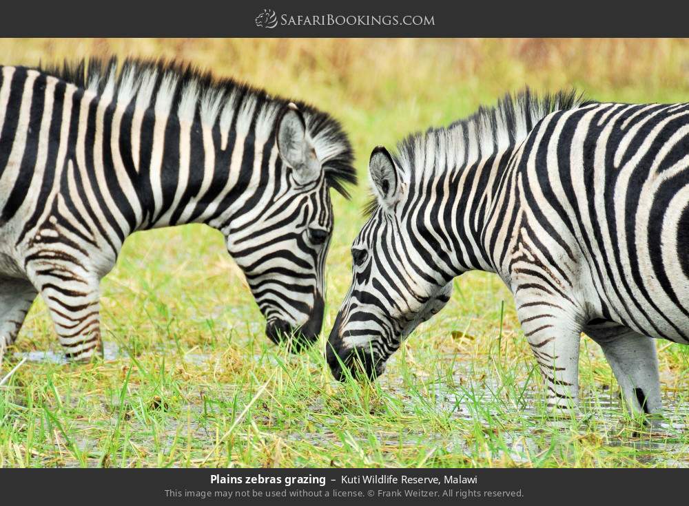 Plains zebras grazing in Kuti Wildlife Reserve, Malawi