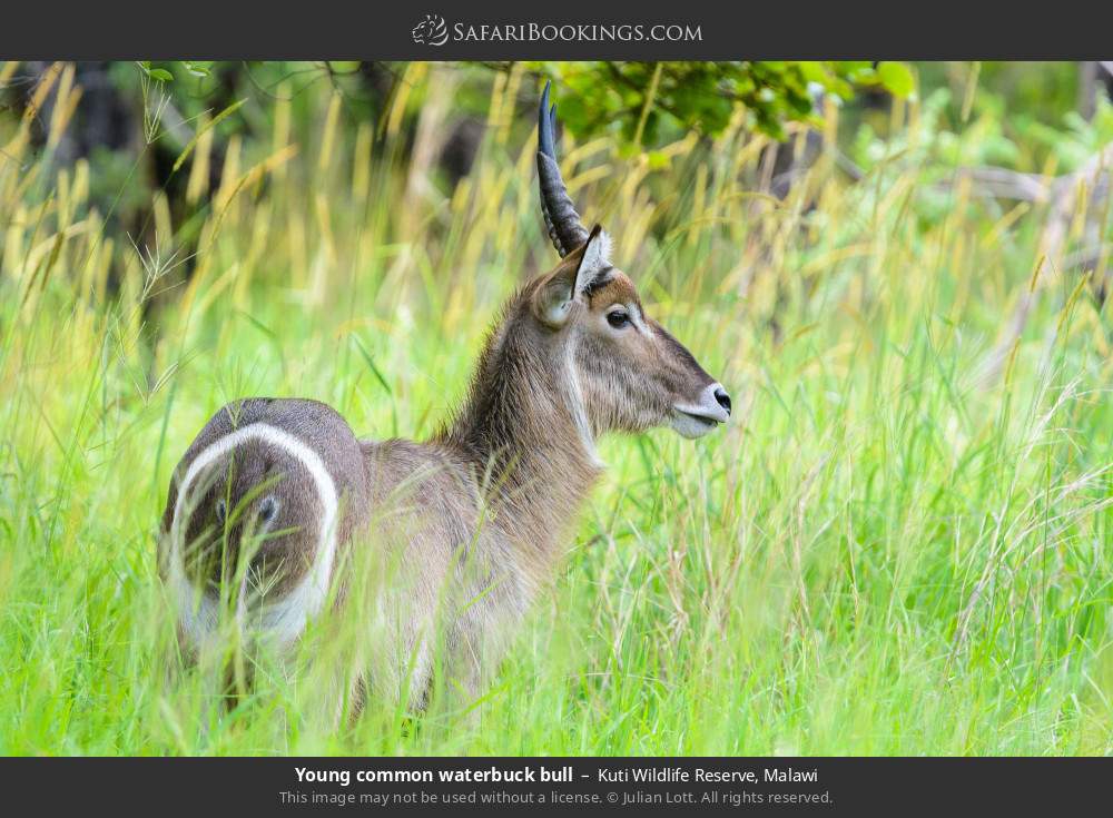 Young common waterbuck bull in Kuti Wildlife Reserve, Malawi