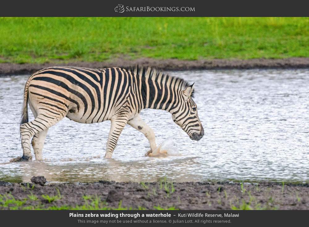 Plains zebra wading through a waterhole in Kuti Wildlife Reserve, Malawi