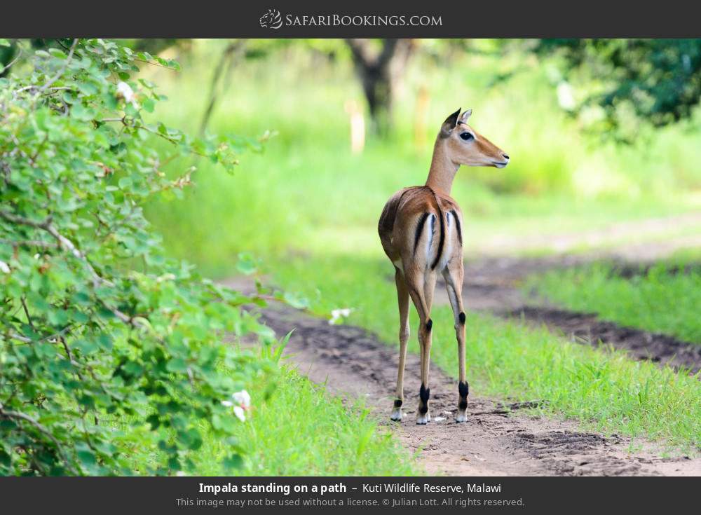 Impala standing on a path in Kuti Wildlife Reserve, Malawi