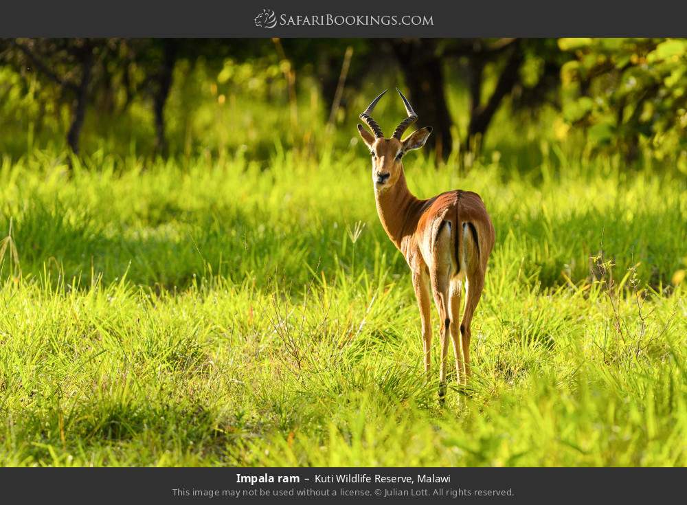 Impala ram in Kuti Wildlife Reserve, Malawi