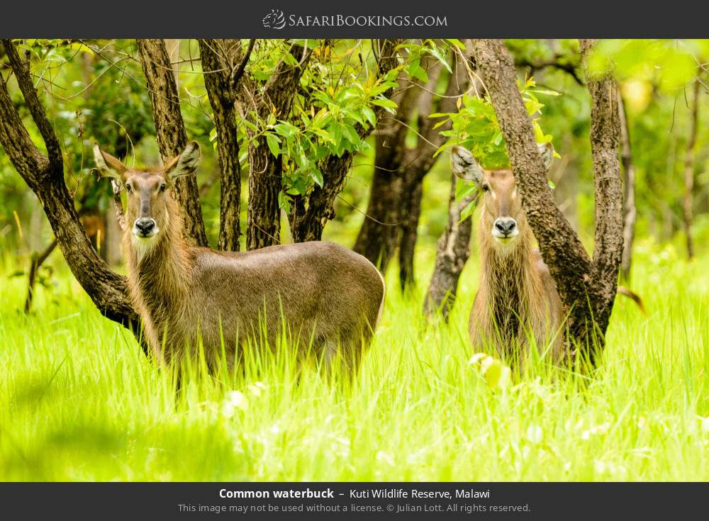 Common waterbuck in Kuti Wildlife Reserve, Malawi