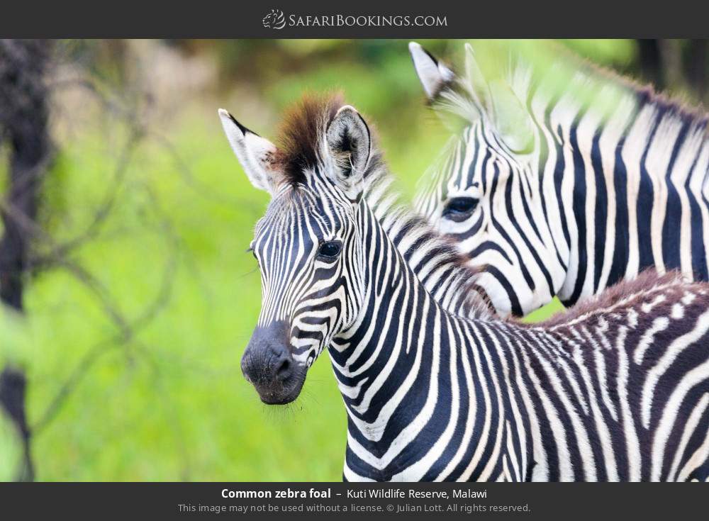 Common zebra foal in Kuti Wildlife Reserve, Malawi