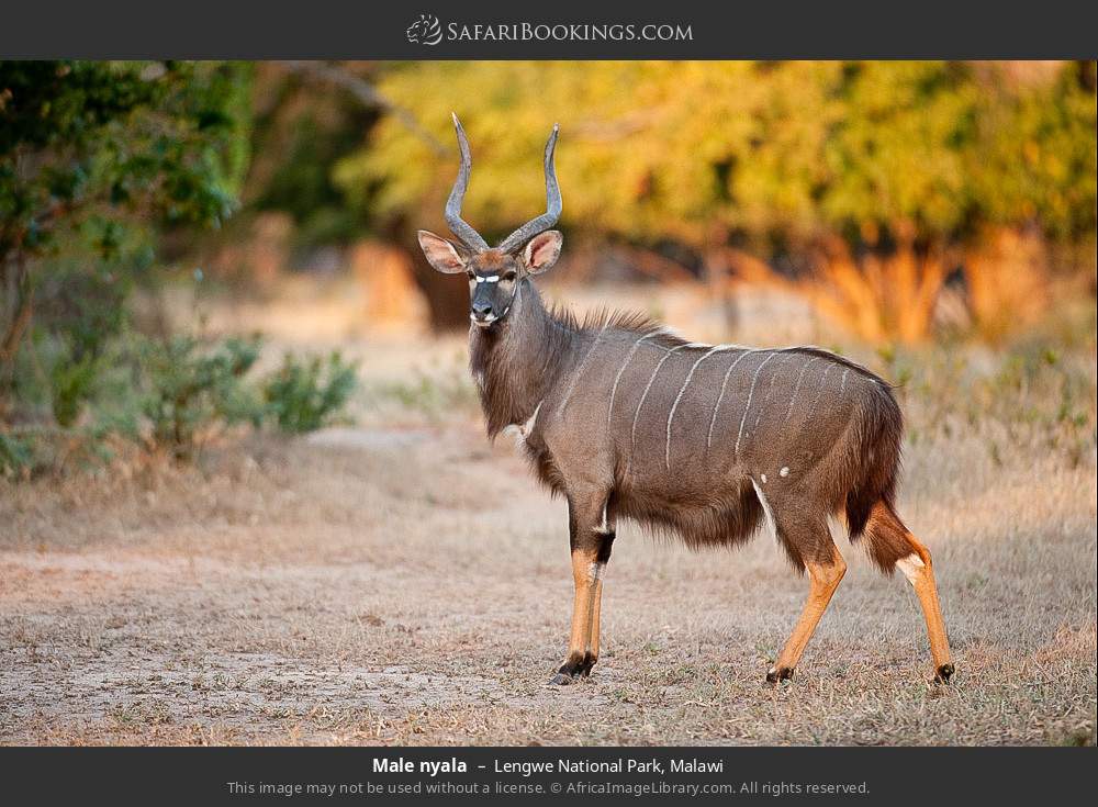Male nyala in Lengwe National Park, Malawi