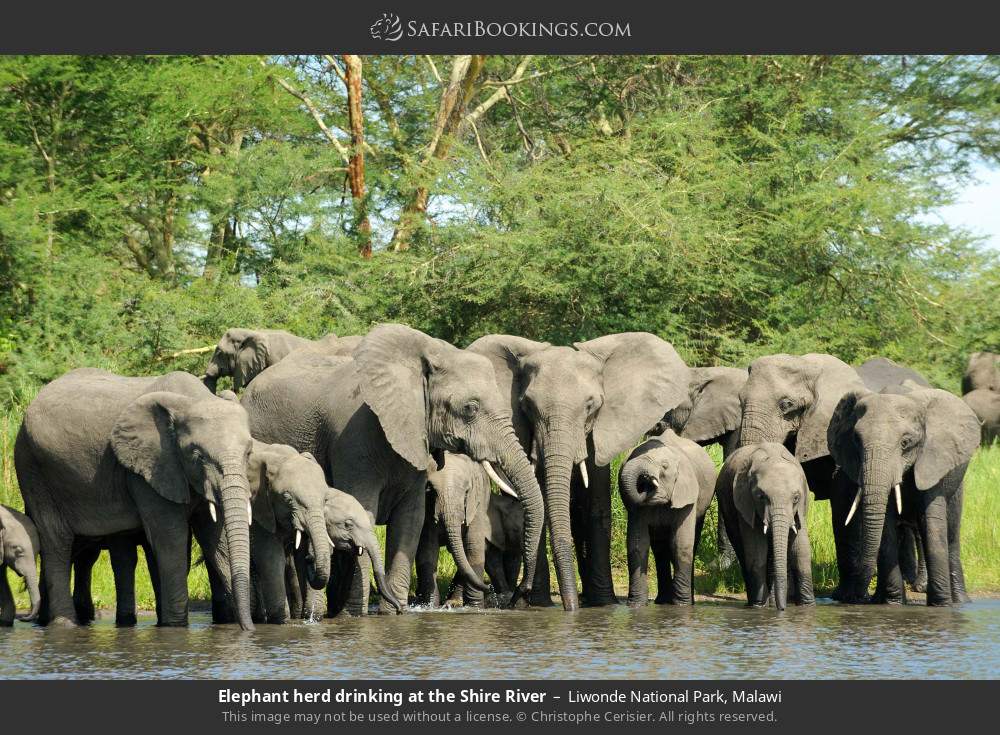 Elephant herd drinking at the Shire River in Liwonde National Park, Malawi