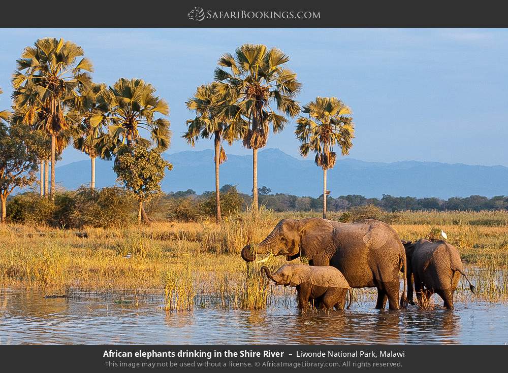 African elephants drinking in the Shire River in Liwonde National Park, Malawi